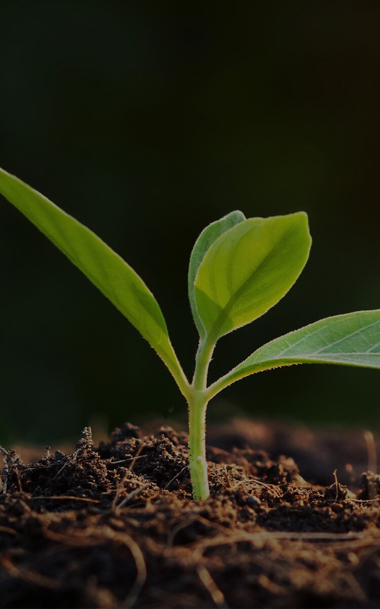 One world, one future, one hour