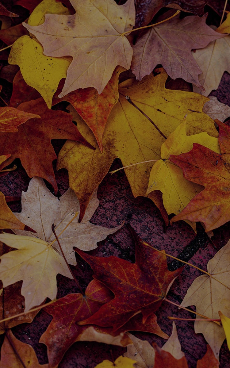 BEKO_blogcontent24SEPT01_750x1200