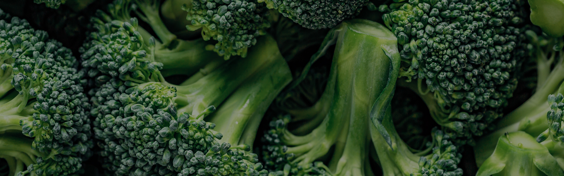 Looking Forward to a Green Future: Sustainable Trends for the New Year